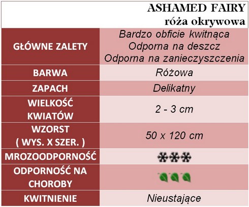 Ashamed Fairy róże okrywowe gł. zal